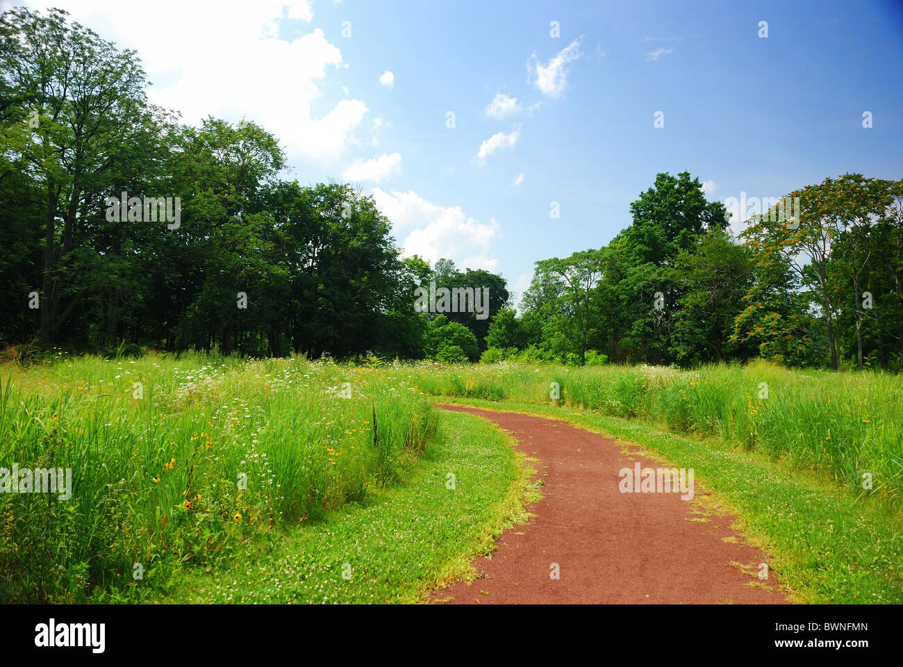 Sentier rural tranquille avec arbres, herbe et bleu ciel nuageux. Banque D'Images