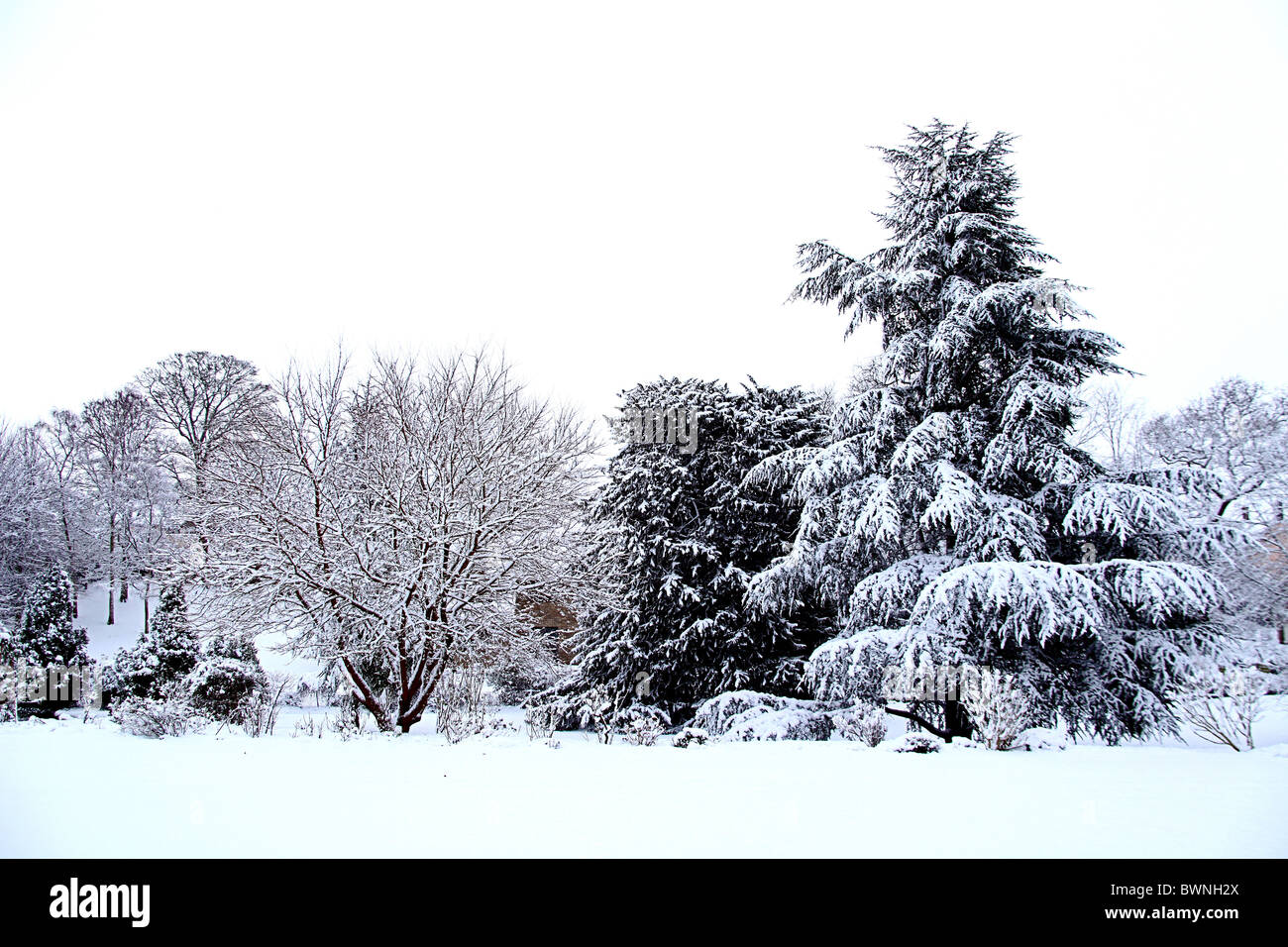 Rarement vu des couvertures de neige la nuit les arbres dans le village de Cossington Polden Hills dans le Somerset, England, UK Banque D'Images