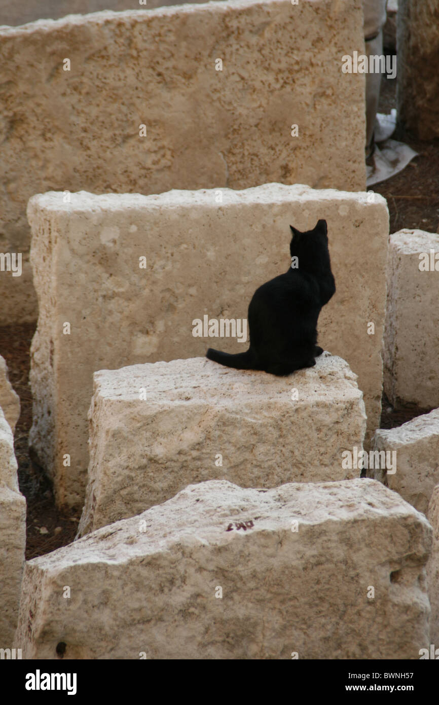 Cat en ruines à Largo Argentina cat sanctuary à rome Banque D'Images