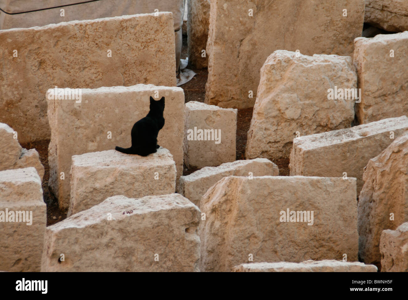 Cat en ruines à Largo Argentina cat sanctuary à rome Banque D'Images