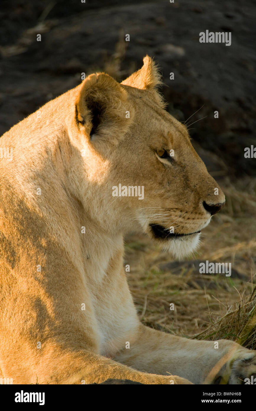 Portrait de lionne Banque D'Images