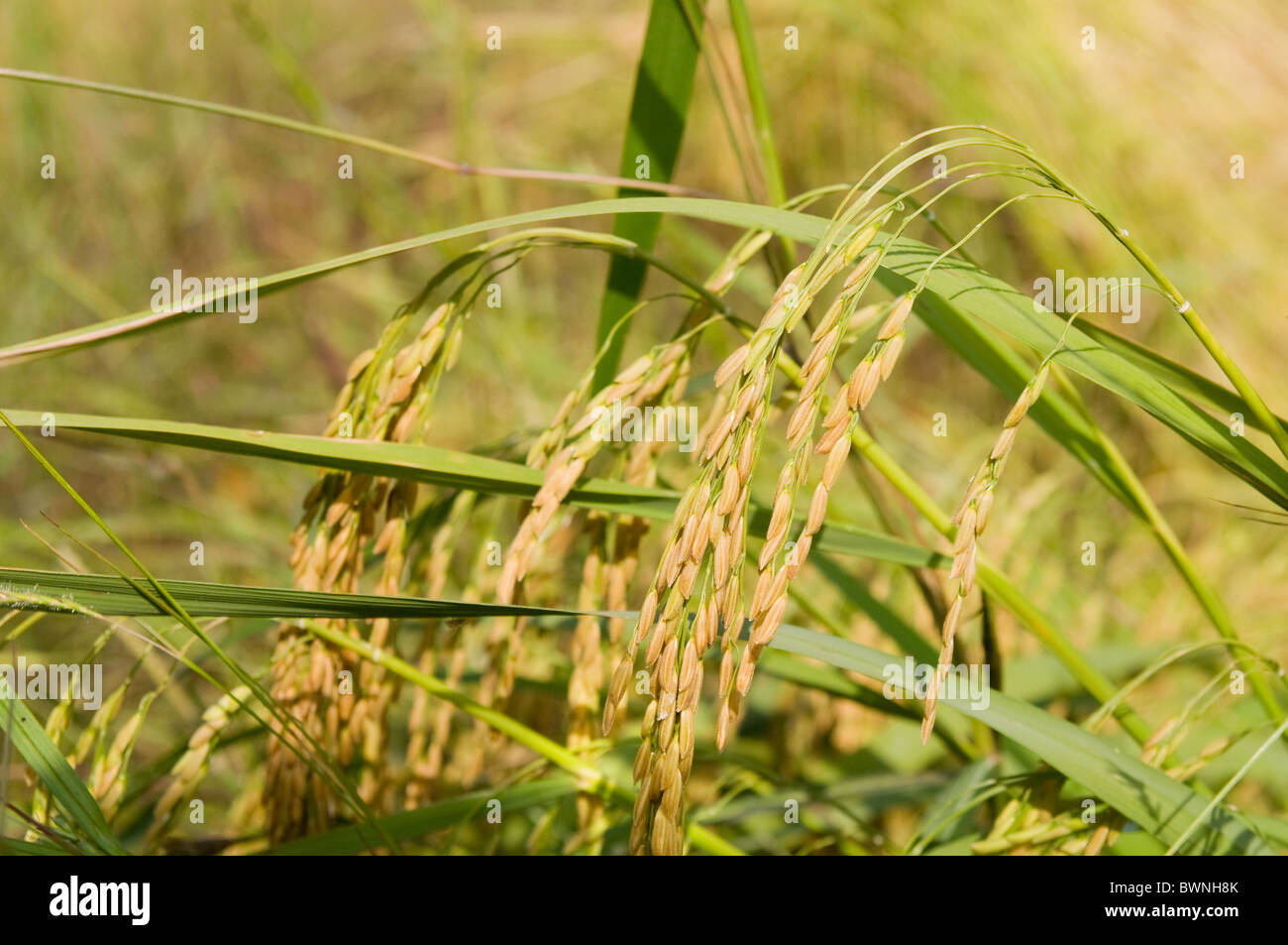 Riz au jasmin Thaï presque mûr sur un champ de riz en Thaïlande. Profondeur de champ. Banque D'Images