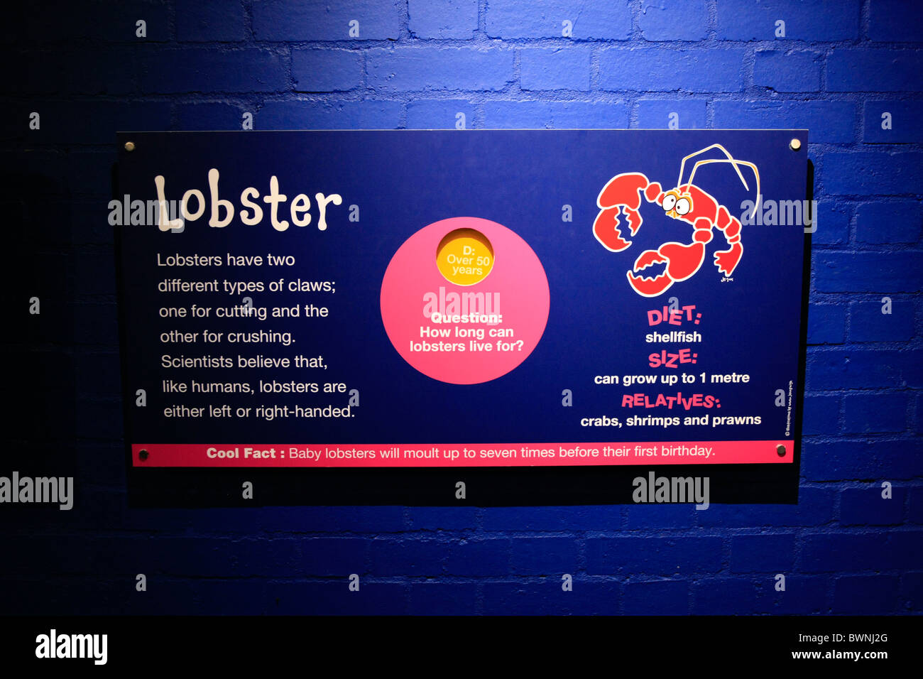 L'information sur l'éducation des enfants - homard à l'inscription Bluereef Aquarium Bristol Banque D'Images