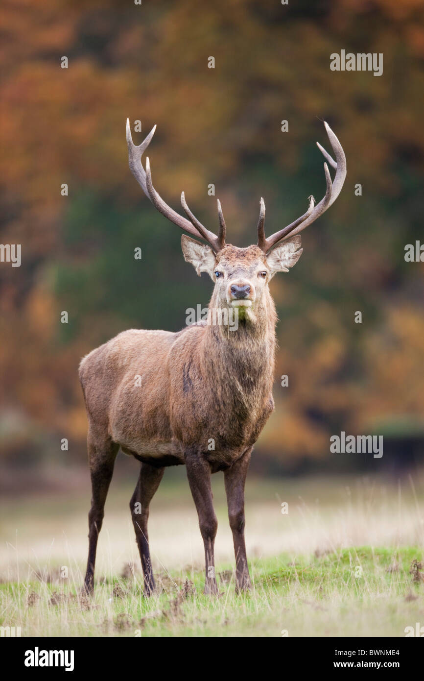 Red Deer, Cervus elaphus, stag ; automne Banque D'Images