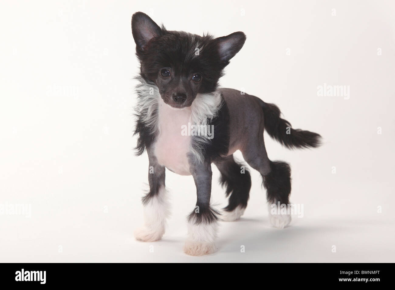 Chinese crested dog hairless puppy Banque de photographies et d'images à  haute résolution - Alamy