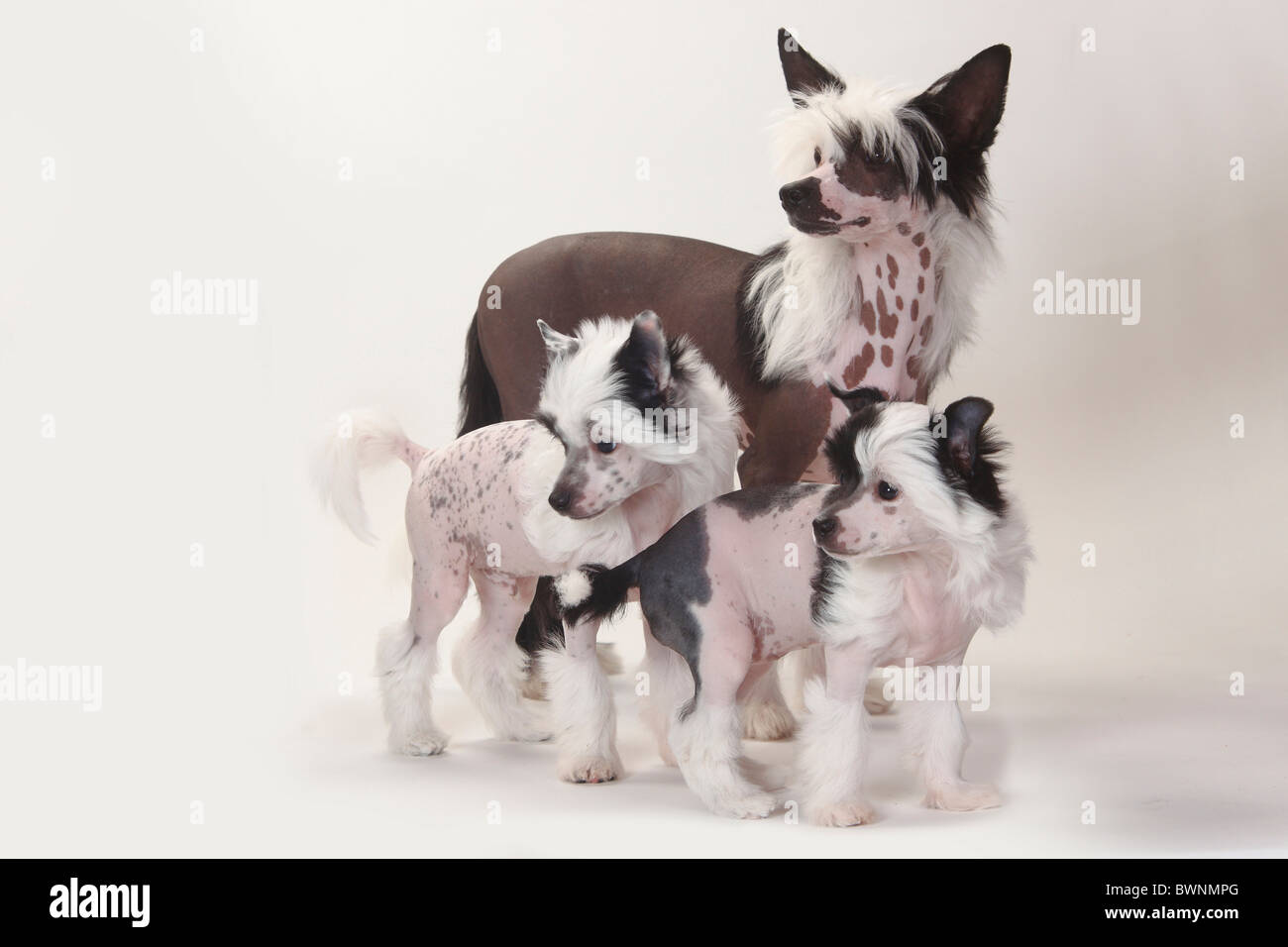 Chiens Chinois à Crête, glabres, chiots, 9 semaines et 4 mois Banque D'Images