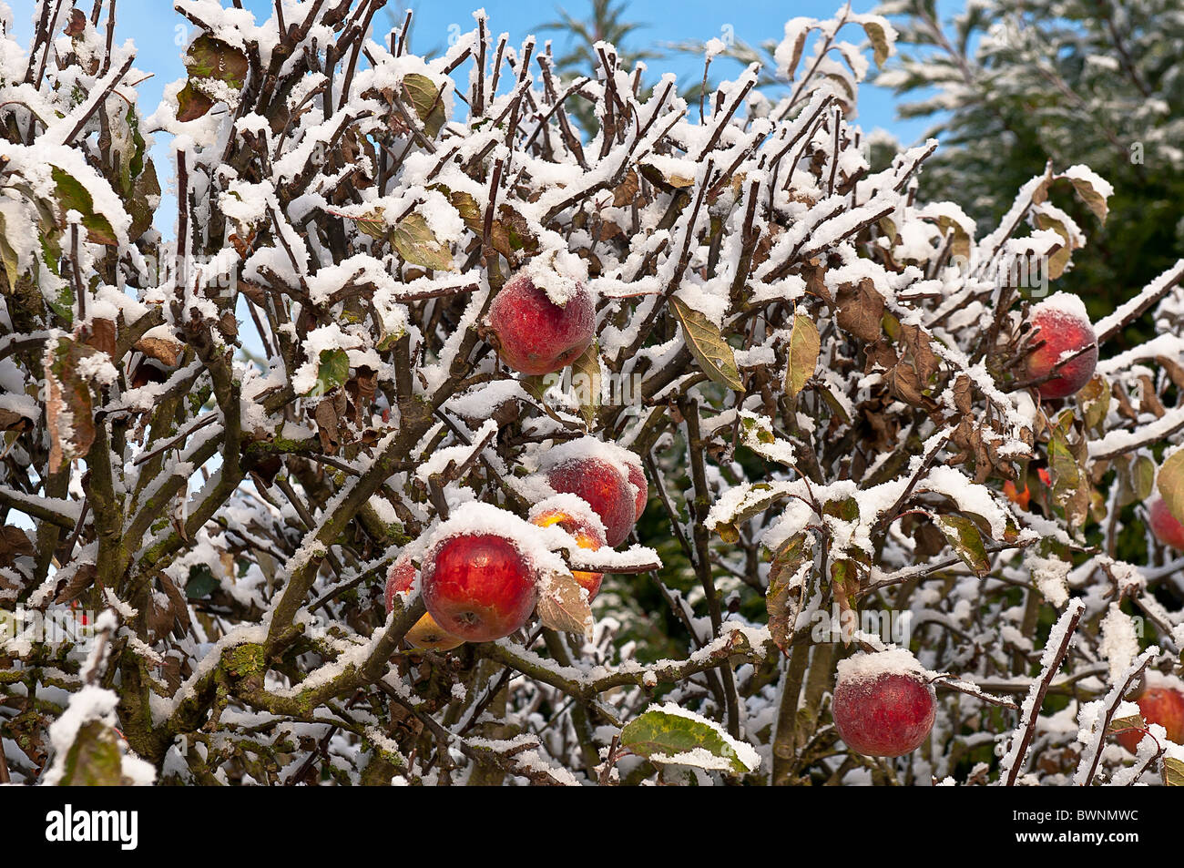 Pommes rouges couvertes de neige et mixte avec brown (feuilles mortes) en face d'un ciel bleu. Banque D'Images