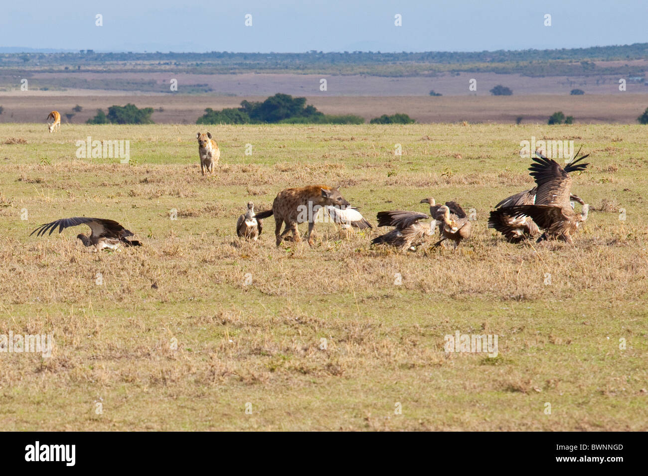 Les hyènes et les vautours, Masai Mara, Kenya Banque D'Images