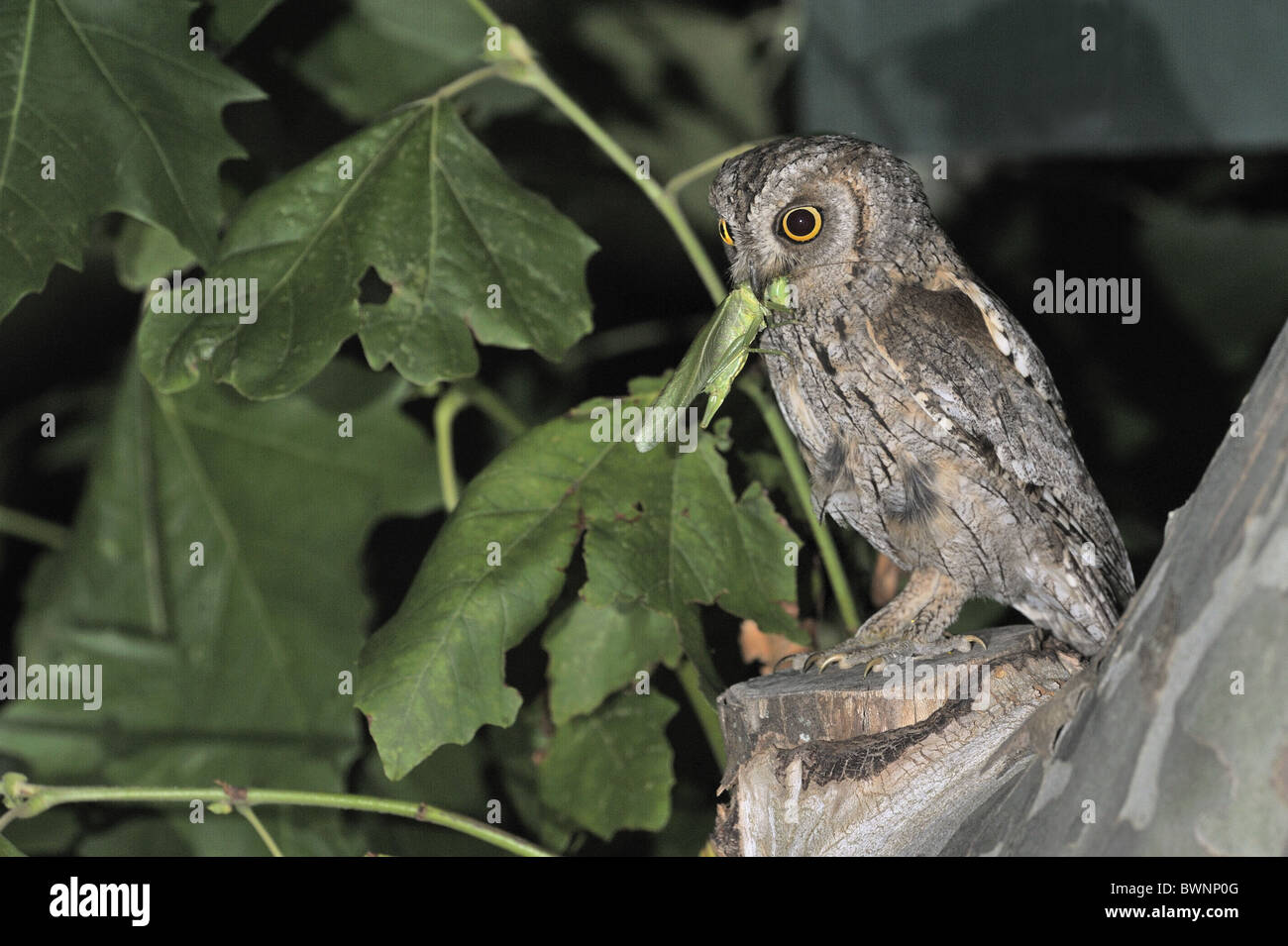 Scops owl - hibou scops eurasien - (Otus scops européenne scops) réunissant la proie pour nourrir ses poussins en attente dans un nichoir Banque D'Images