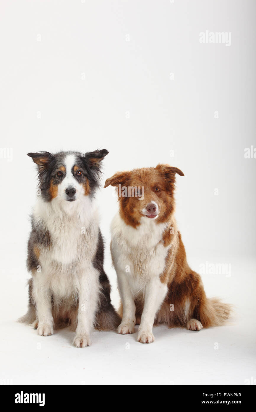 Berger Australien, bleu-merle, et Border Collie Banque D'Images