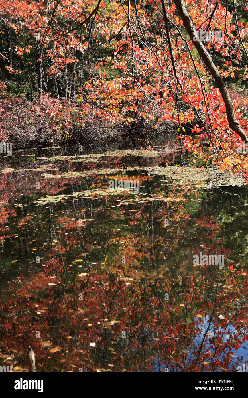 Couleurs d'automne et réflexions, Walden Pond, Concord, Massachusetts, USA Banque D'Images