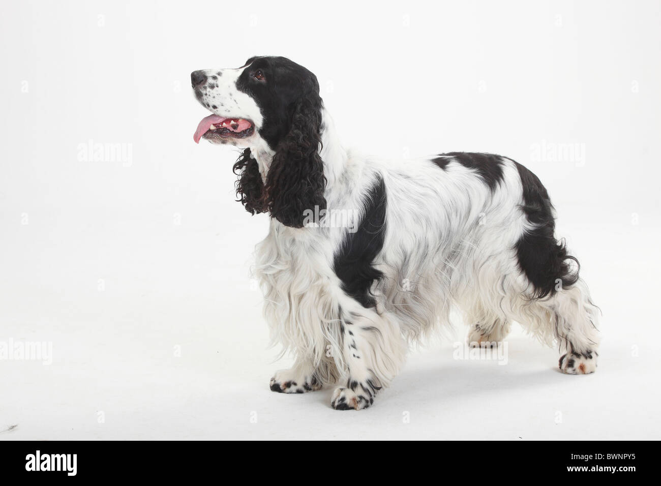 Cocker Anglais, noir et blanc Banque D'Images