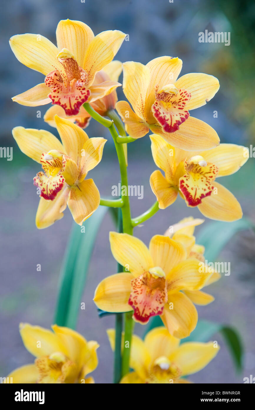 Cybmidium jaune orchidées Banque D'Images