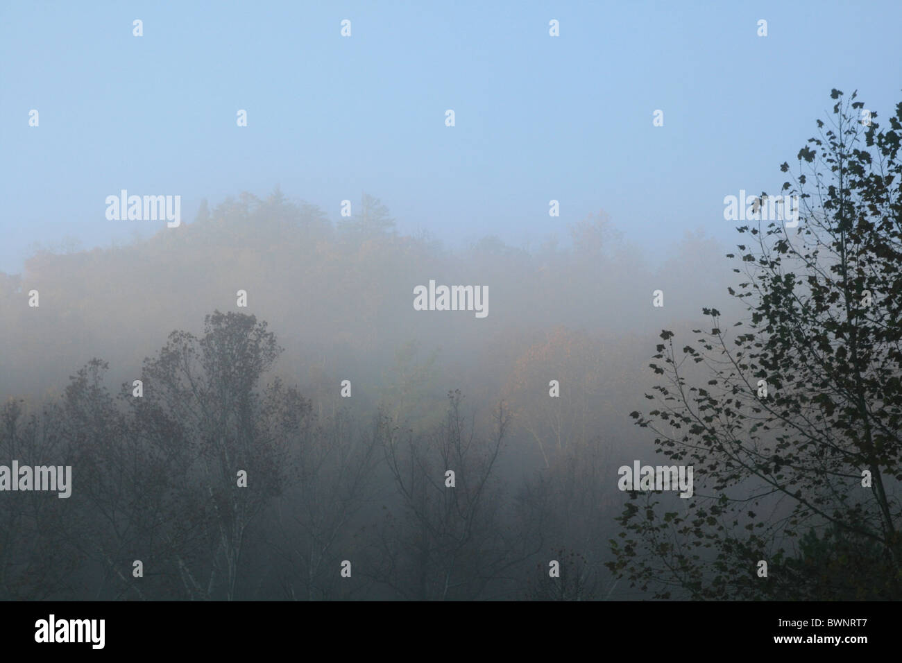 Image de la cime des arbres dans une forêt de brouillard à l'automne Banque D'Images