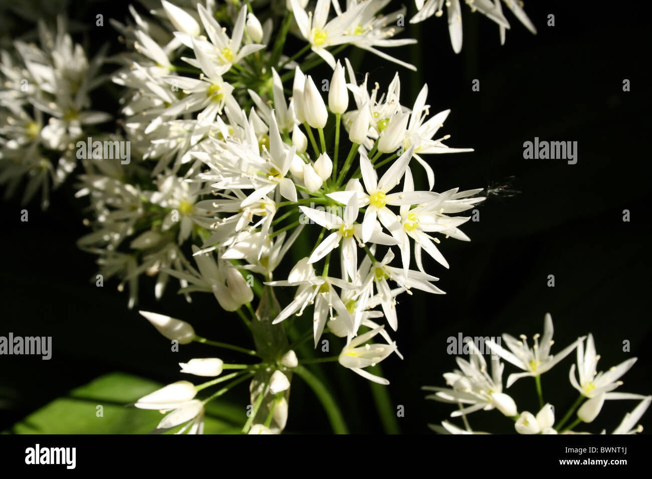 Ramsons Alliaceae Allium ursinum famille bougran également connu sous le nom de l'ail des bois ail à larges feuilles ou Ail Ail des ours Banque D'Images