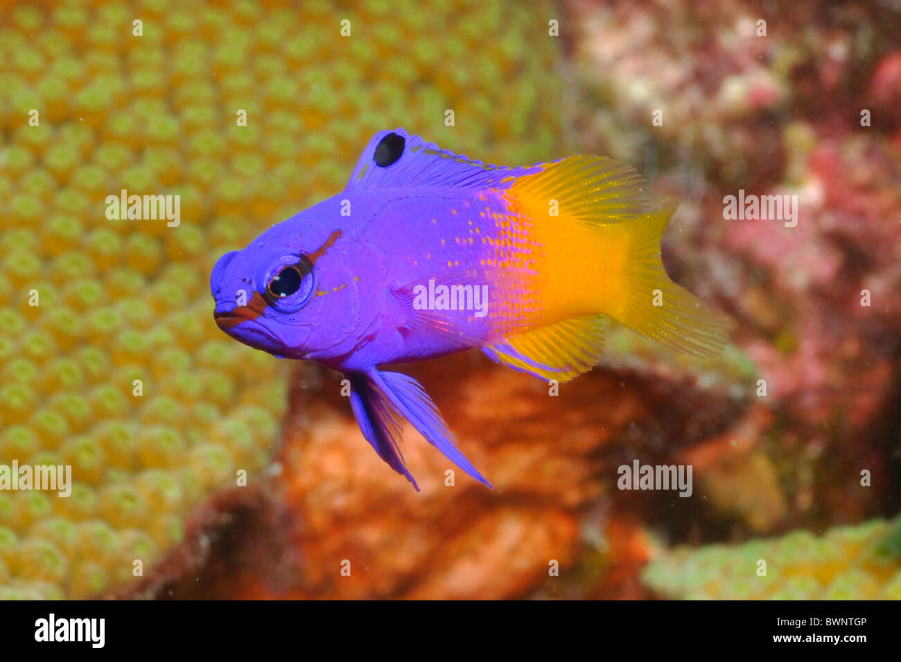 Gramma Royal Gramma Loreto), (Bonaire, Banque D'Images