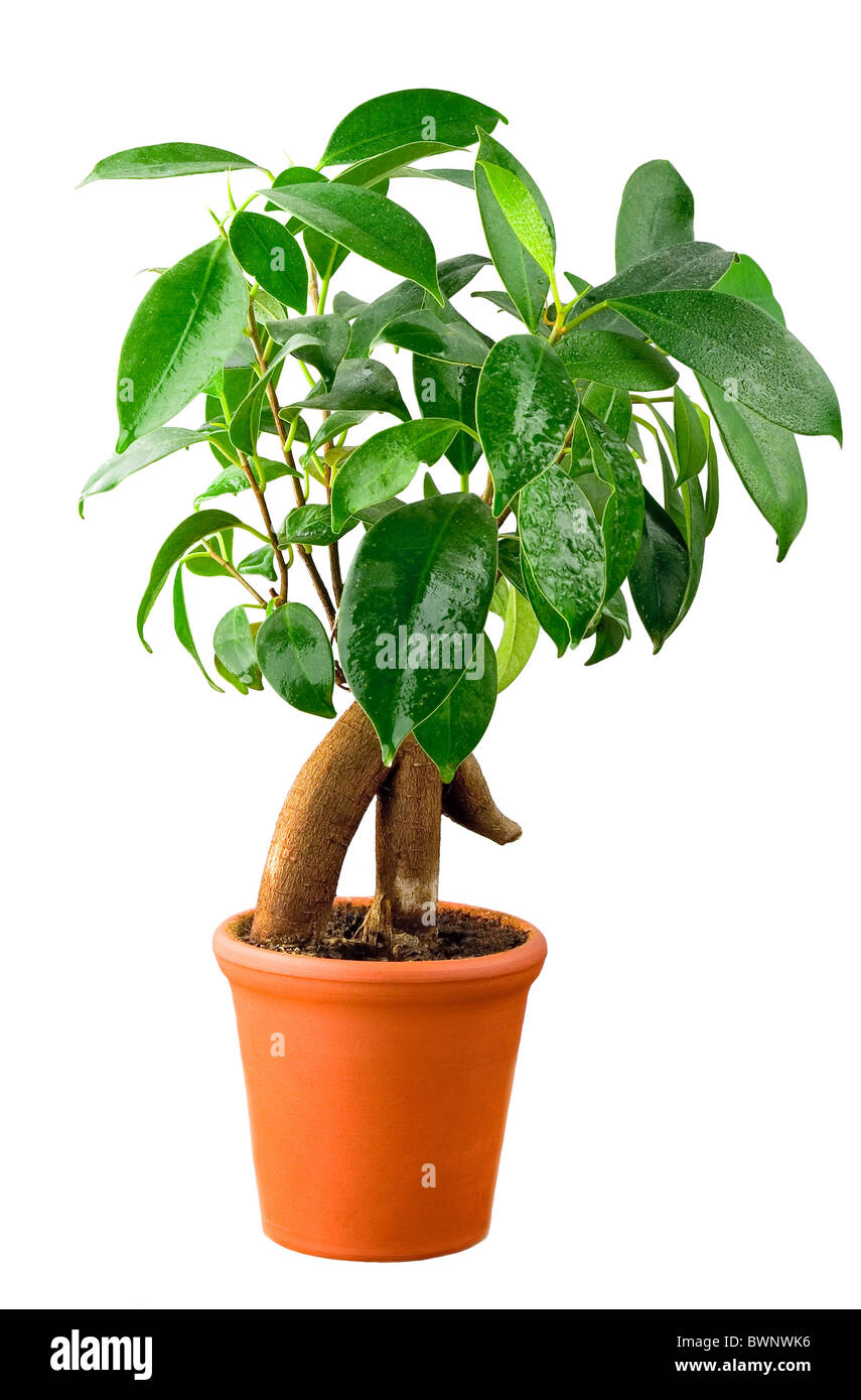 Bonsai Ficus arbre avec des gouttes d'eau isolé Banque D'Images