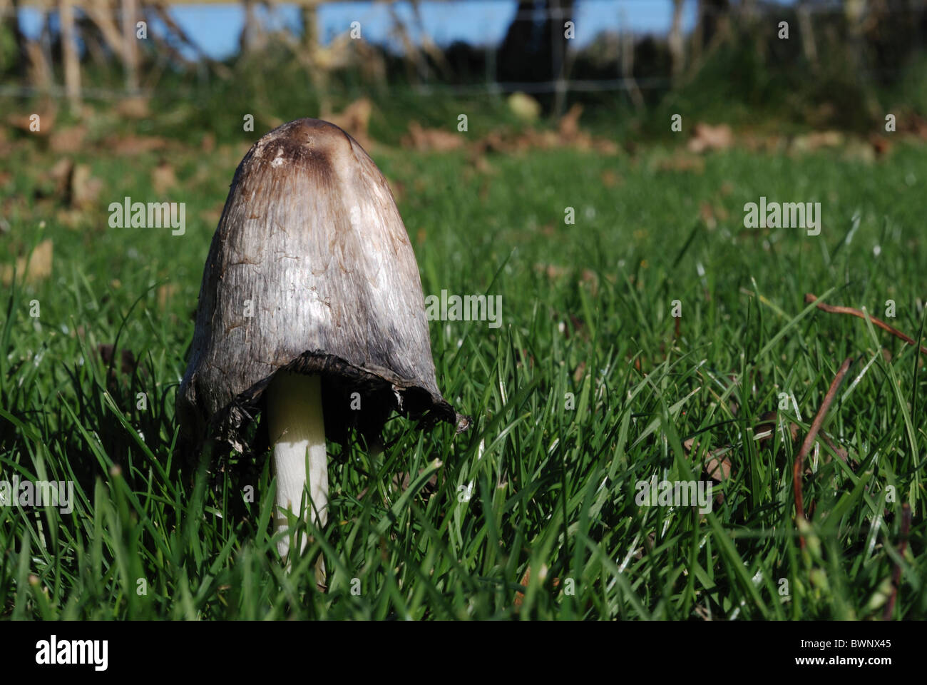 Inkcap (Coprinus comatus hirsute). Lincolnshire, Angleterre. Banque D'Images