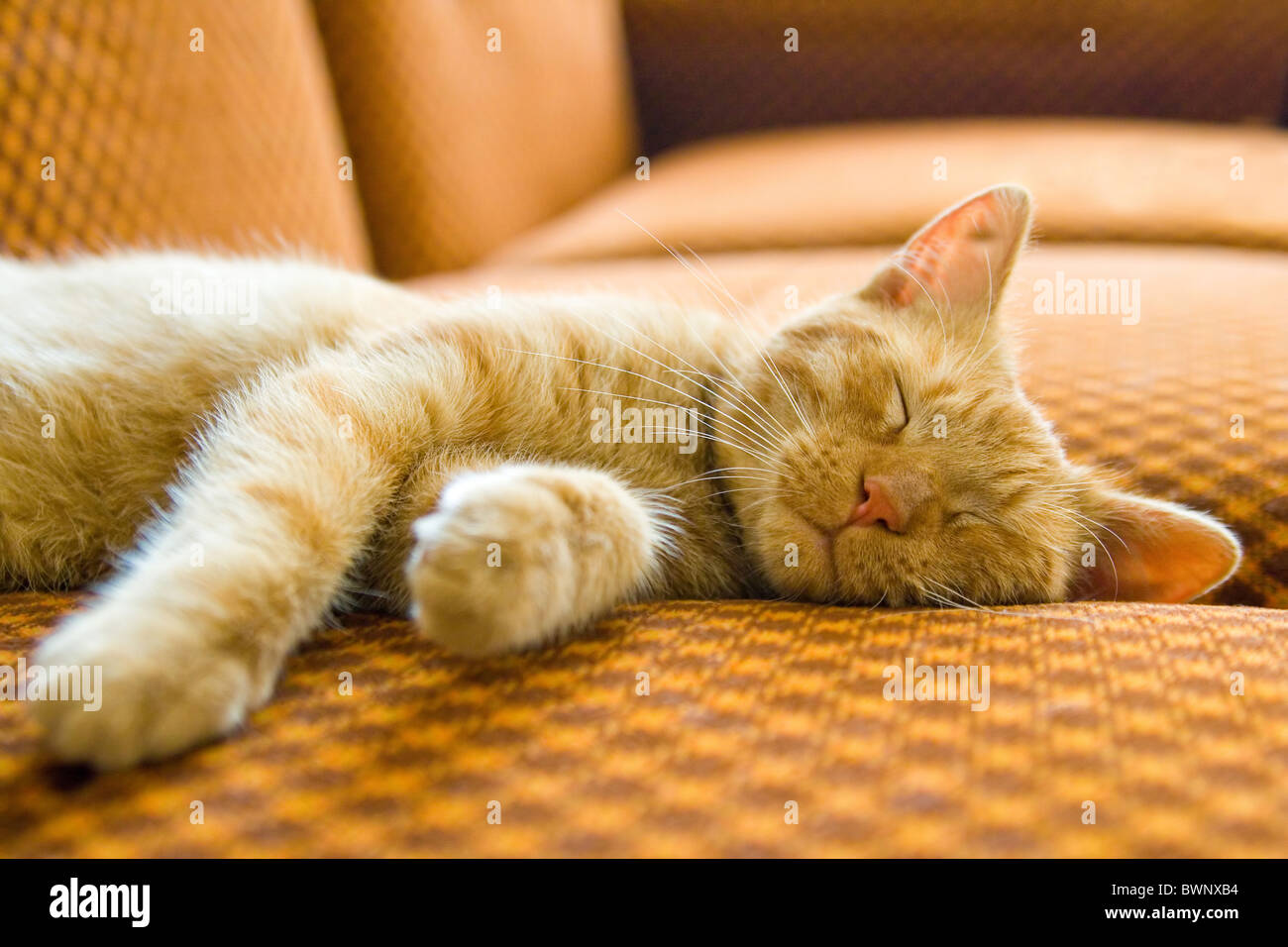 Le gingembre cat sleeping on couch Banque D'Images