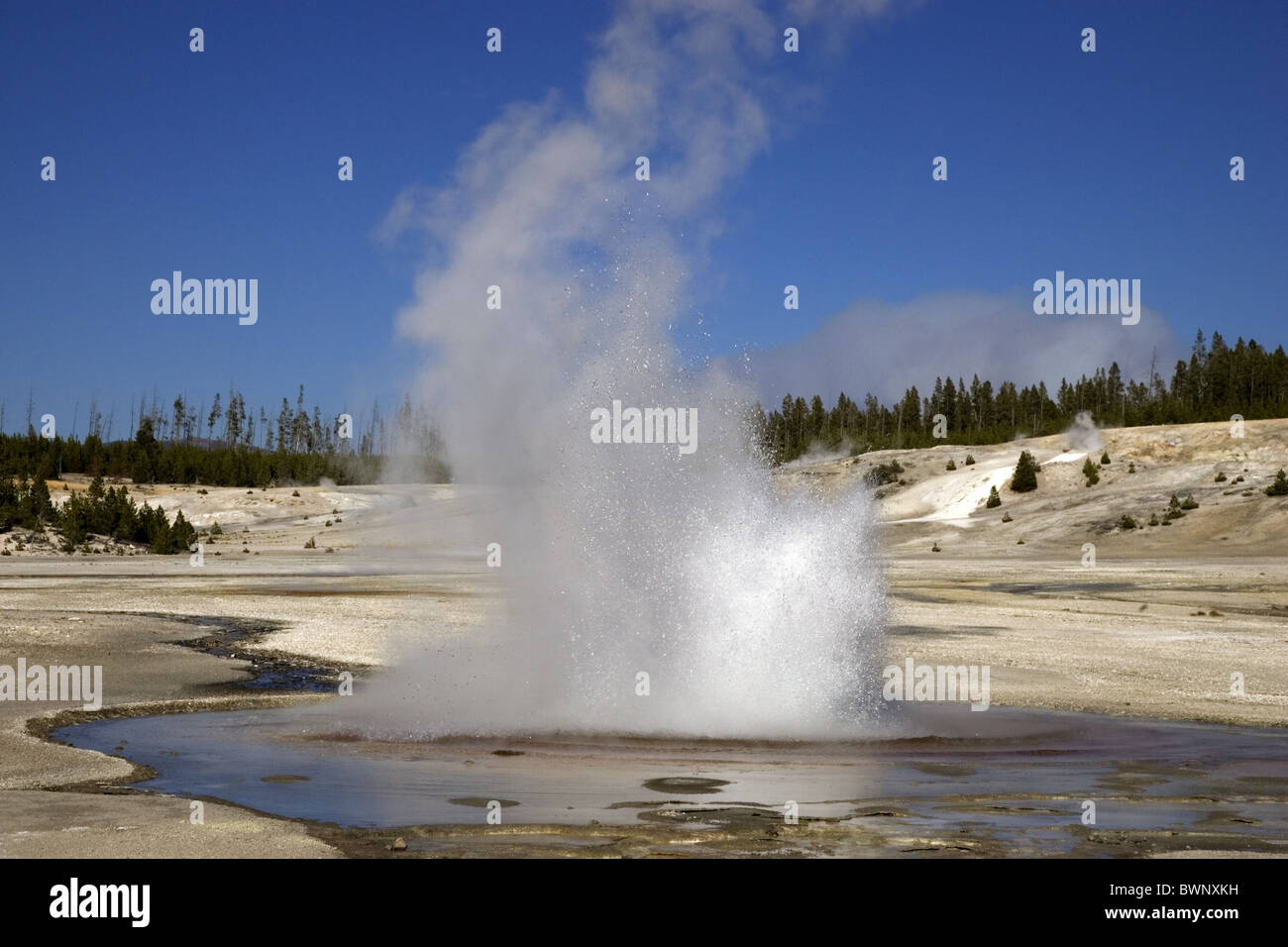 L'éruption du Geyser constante, Norris Geyser Basin Banque D'Images