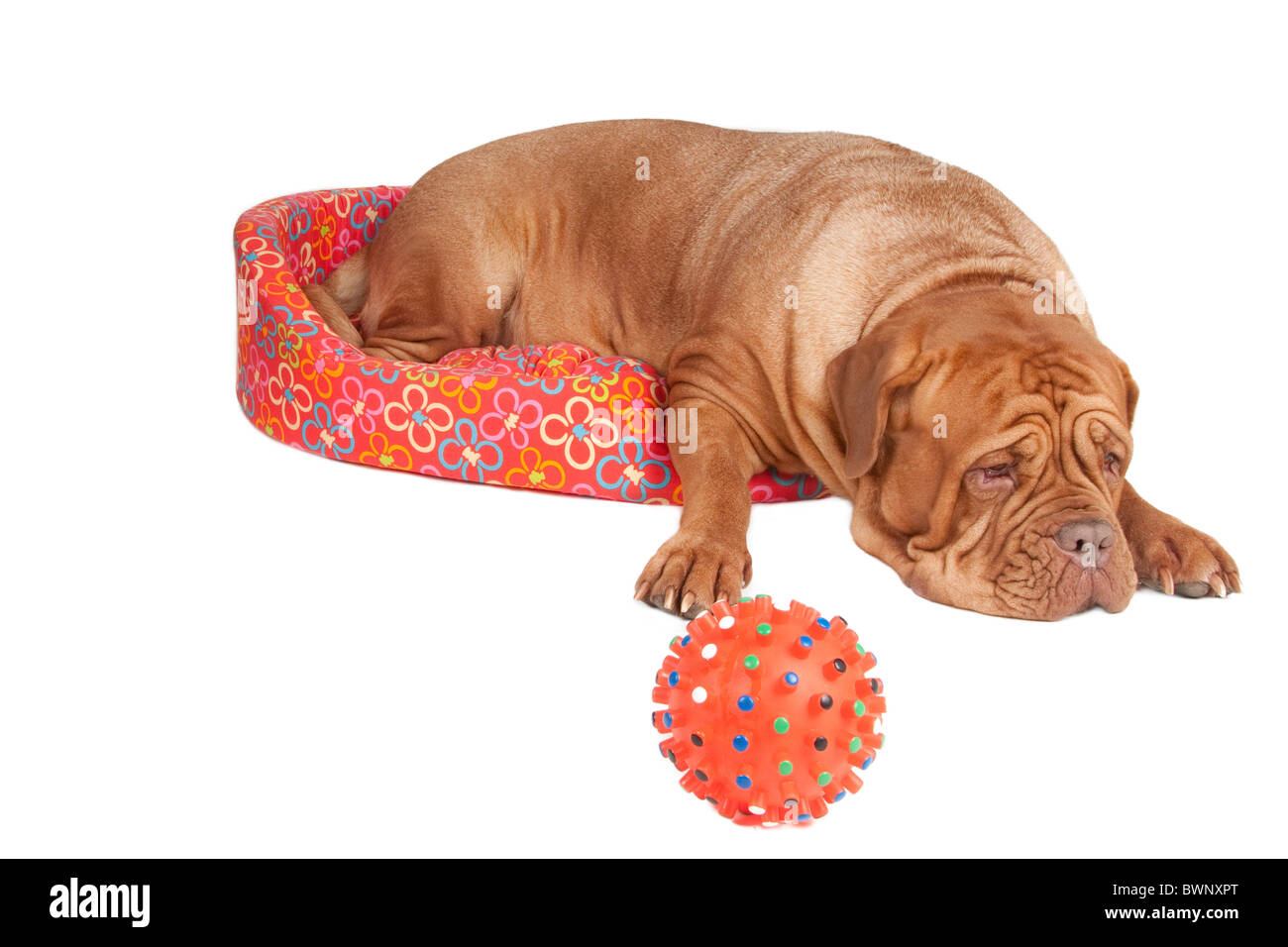 Grand Dogue De Bordeaux Chiot Gisant Dans Un Lit Bebe Photo Stock Alamy
