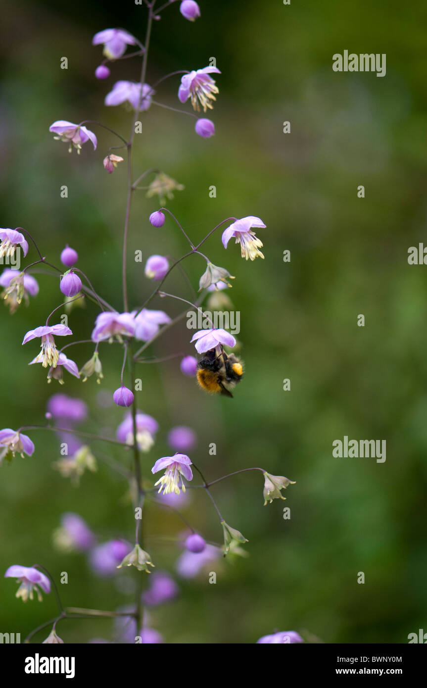 Petites fleurs lilas de Thalictrum delavayi - Meadow Rue avec abeille Banque D'Images