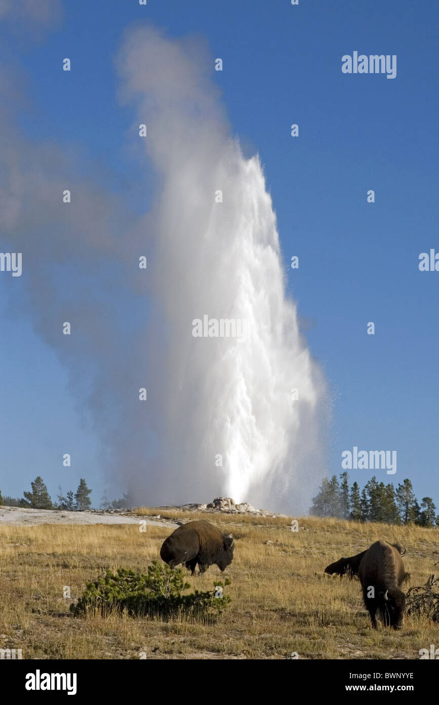 Par Bison Old Faithful Geyser en éruption, Yellowstone Banque D'Images