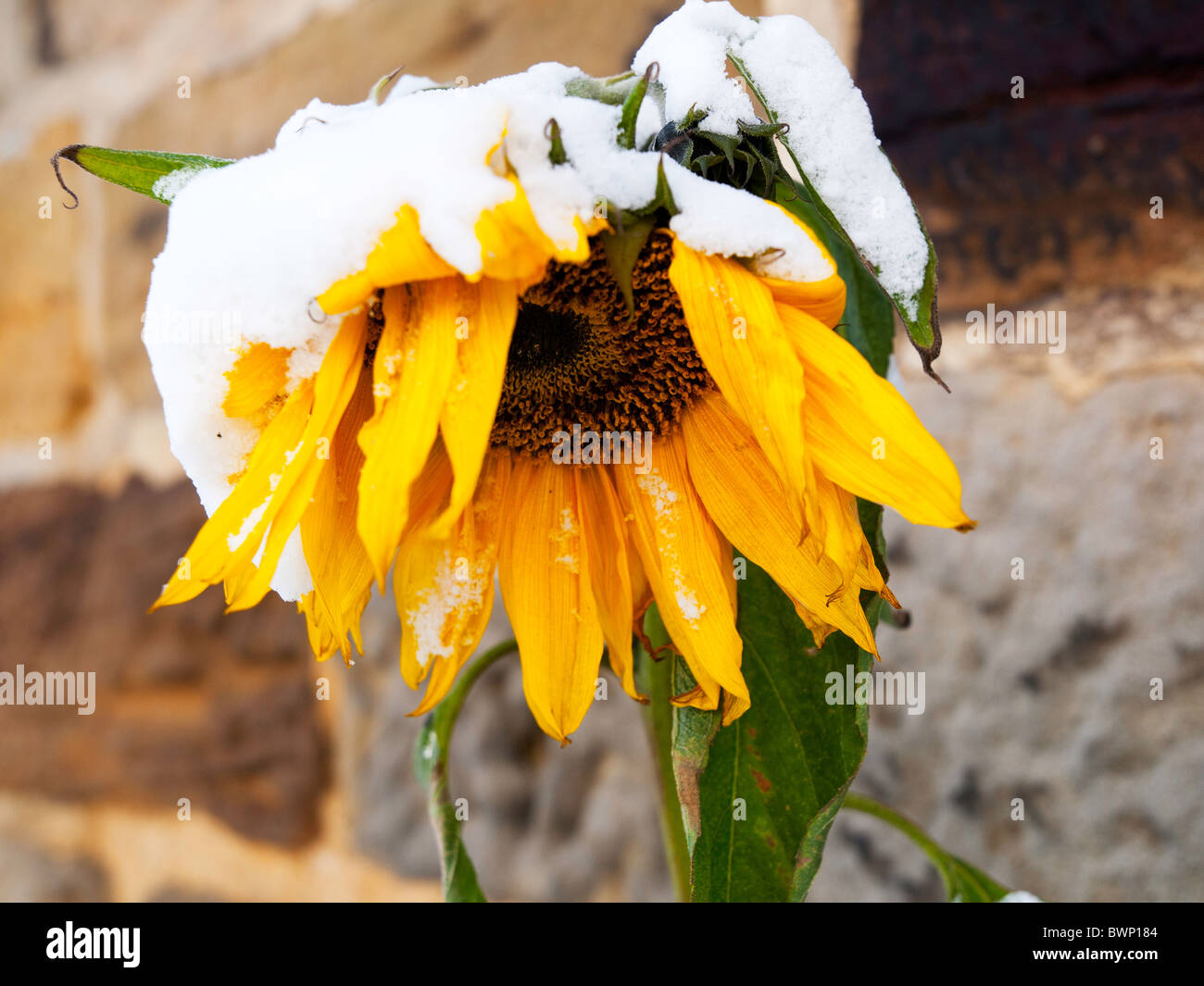 A la fin de la floraison du tournesol submergé par la neige au début de l'hiver Banque D'Images