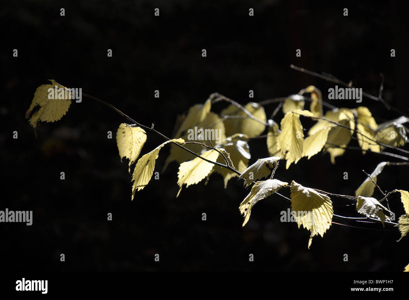 Noisetier Corylus avellana en couleurs d'automne Banque D'Images