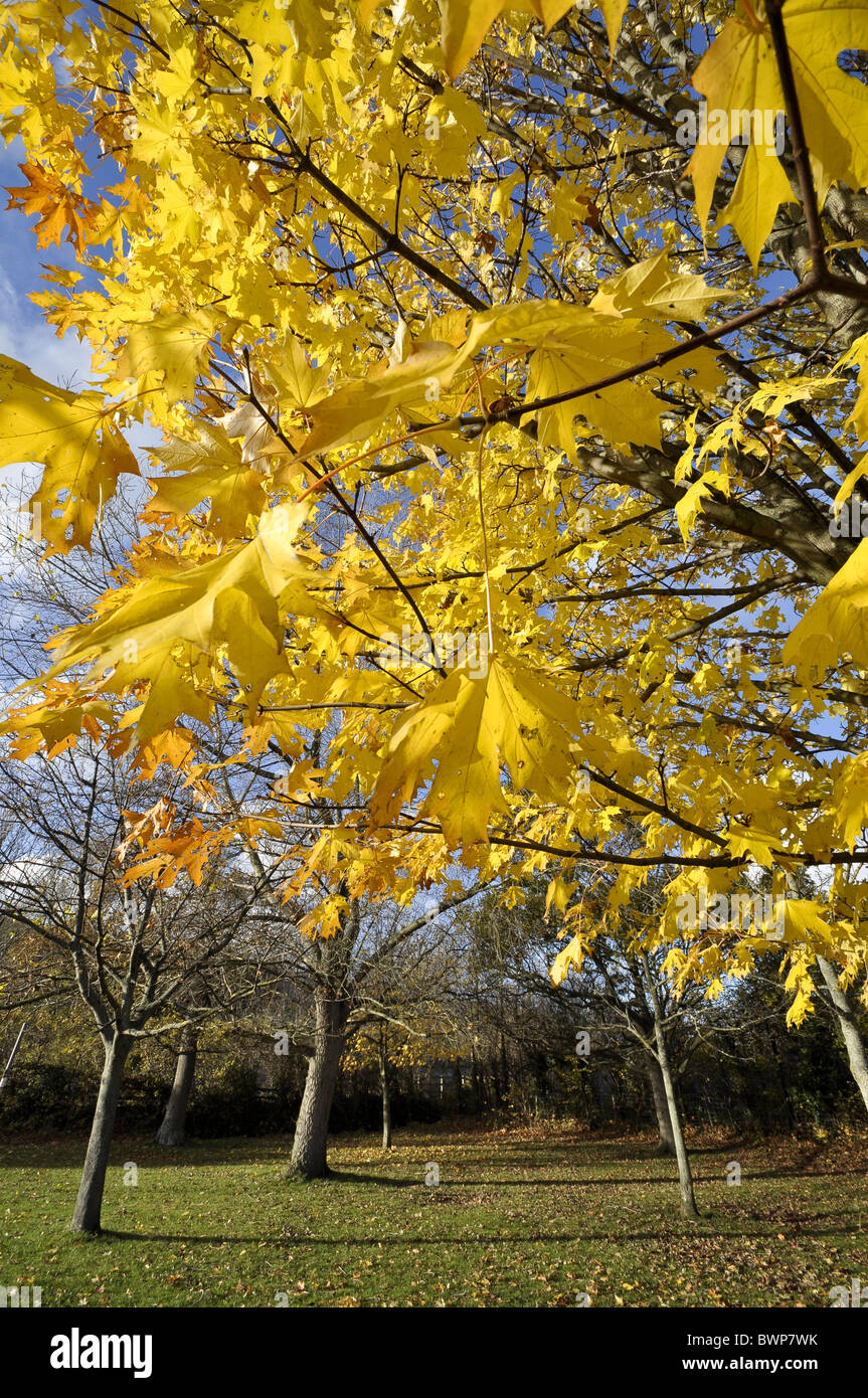 Norway Maple Acer platanoides arbre en automne Banque D'Images