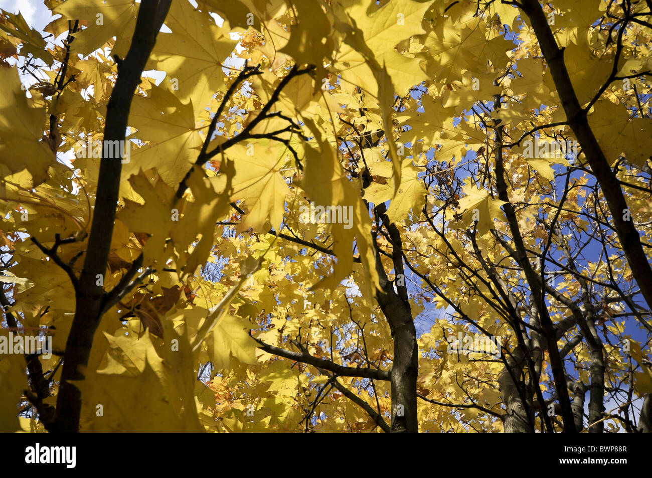Norway Maple Acer platanoides arbre en automne Banque D'Images