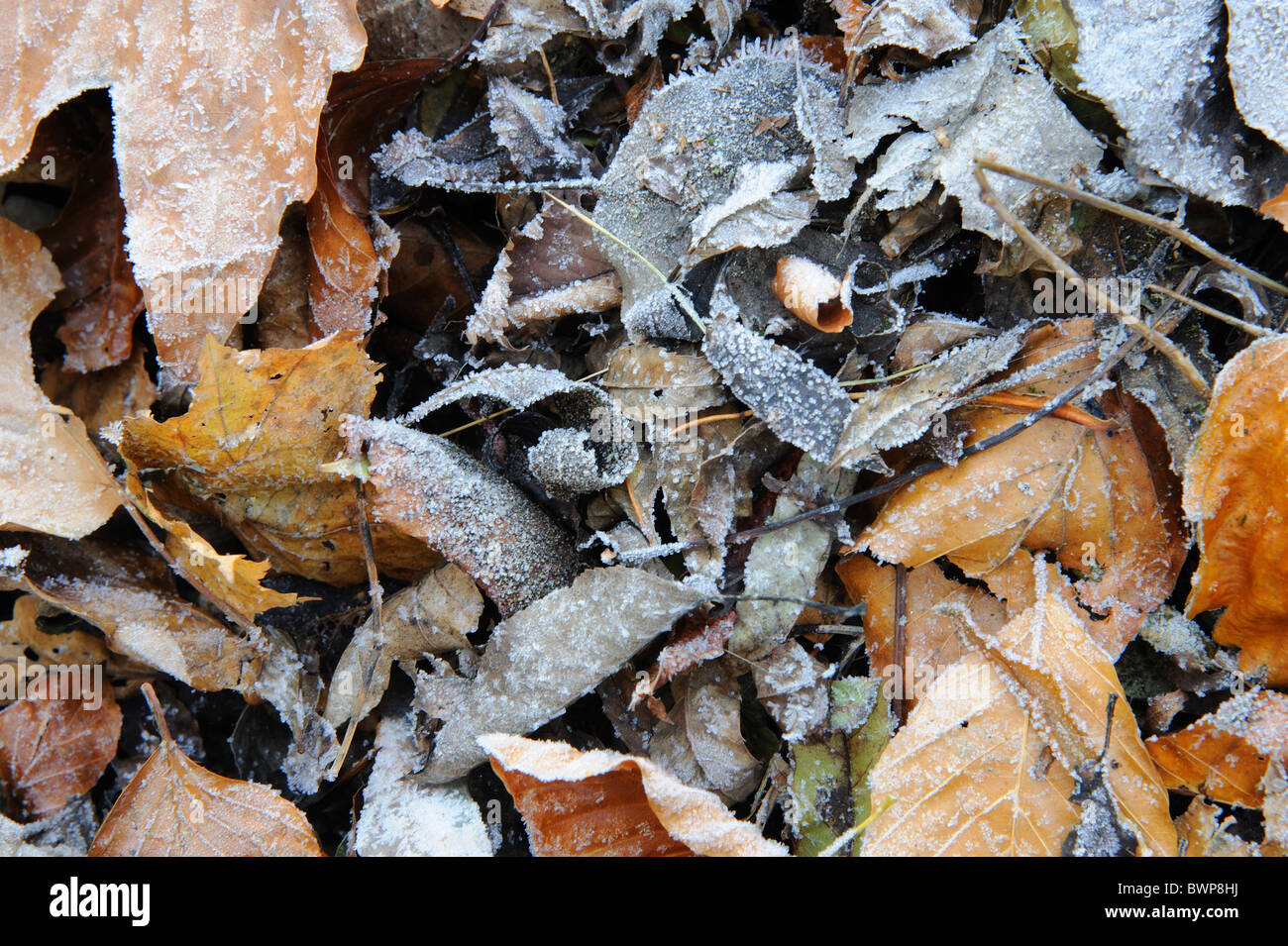 Frosty Autumn Leaves Banque D'Images Frosty Autumn Leaves Banque D'Images