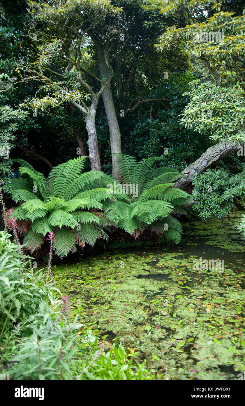 Un étang dans 'La Jungle' de les jardins perdus de Heligan à Cornwall, UK Banque D'Images