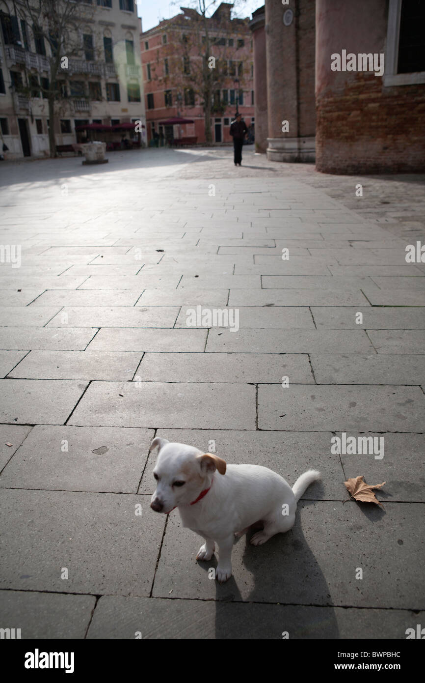 Pippo le chien seul dans le Campo San Giacomo dell'Orio attendre patiemment Banque D'Images