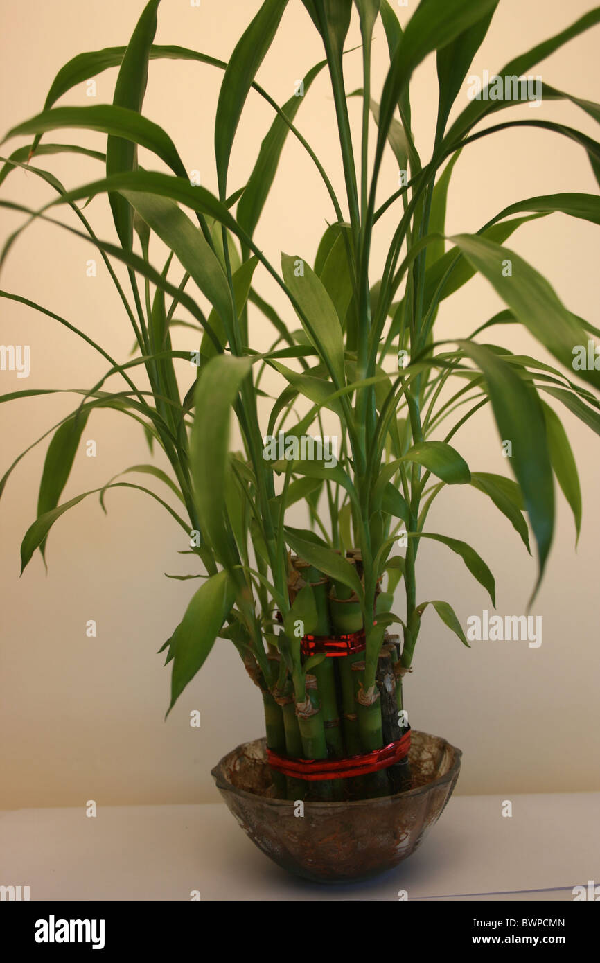 Le Feng Shui Lucky bambou avec un fond blanc dans un bol en verre Banque D'Images