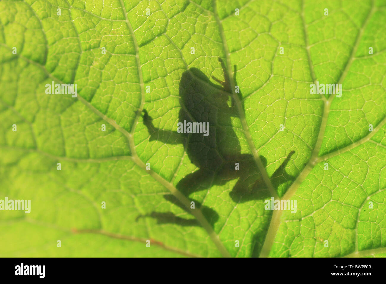 Grenouille Rousse Rana temporaria grenouille feuille dessous jeunes sur des animaux Amphibiens Amphibiens Ombre Silhouette Canto Banque D'Images