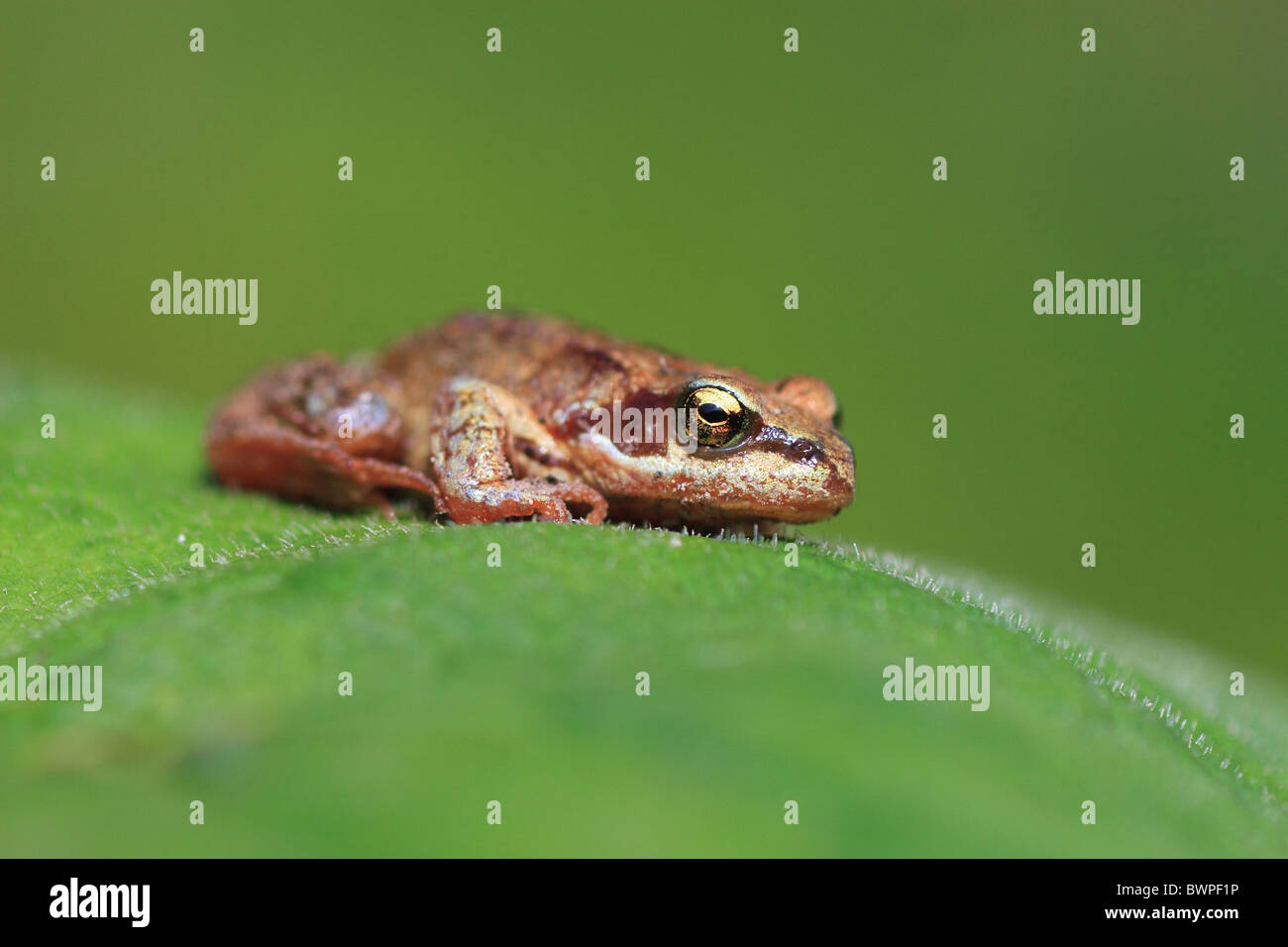 Grenouille Rousse Rana temporaria grenouille jeunes feuilles sur les Amphibiens Amphibiens Animaux Portrait Suisse canton de Glaris Banque D'Images