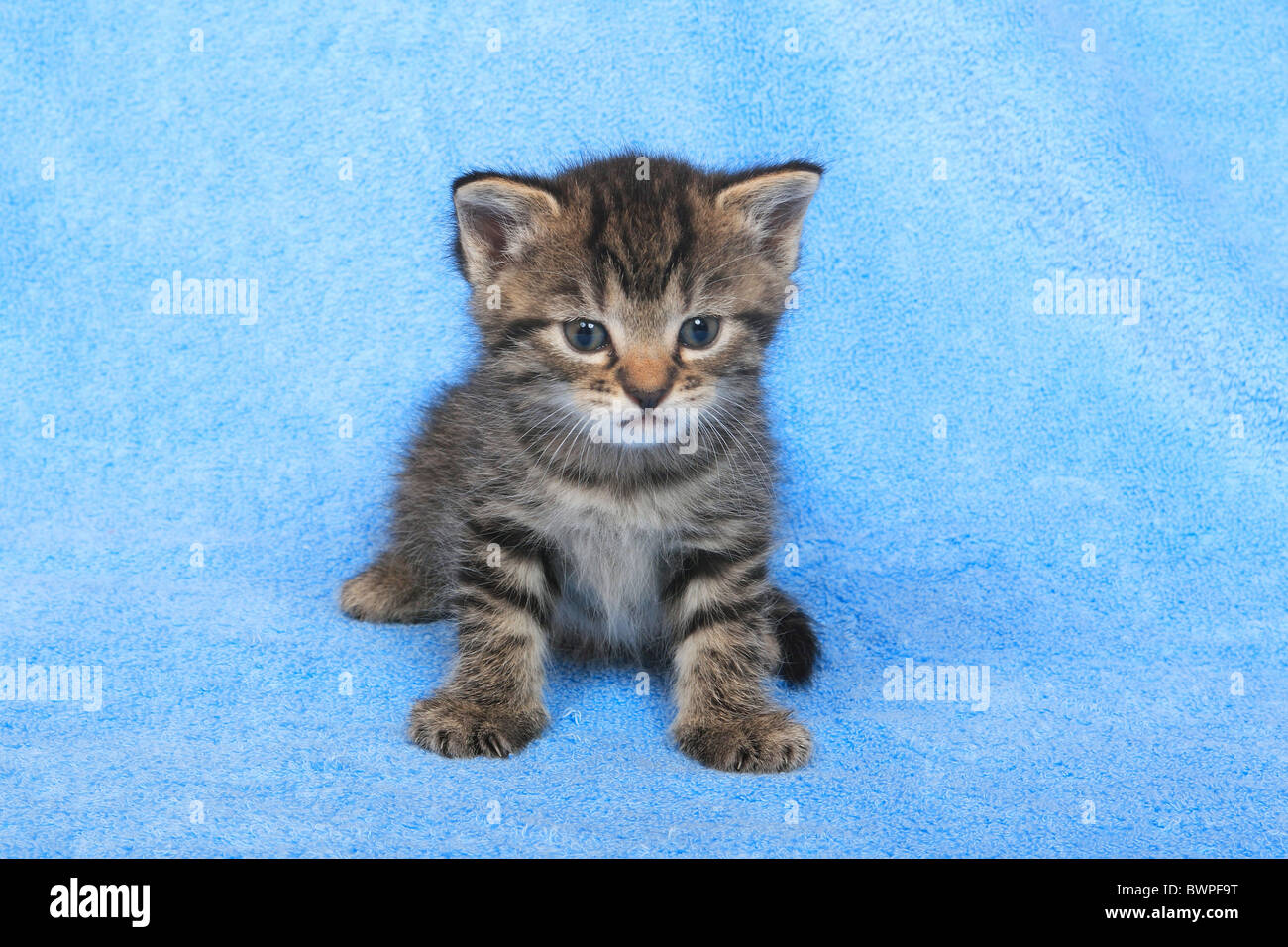 Chat Tigre Chat De Maison Bebe Chaton Domestique Jeune Animal Animaux Mignon Studio Un Seul Fond Bleu Photo Stock Alamy Chat Tigre Chat De Maison Bebe Chaton Domestique Jeune Animal Animaux Mignon Studio Un Seul Fond Bleu Photo Stock Alamy