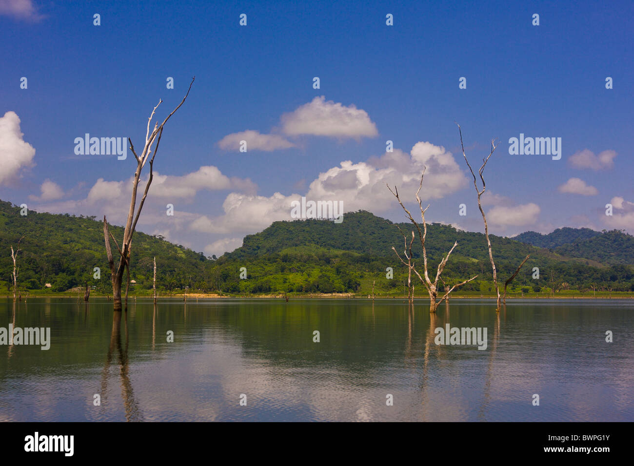 Lac BAYANO, PANAMA - arbres morts dans le réservoir à l'homme, dans le lac Bayano Comarca Kuna de Madungandi territoire autochtone. Banque D'Images