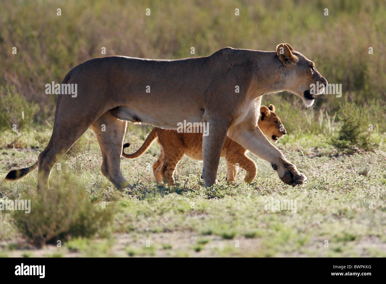 Loewe lion Panthera leo Banque D'Images