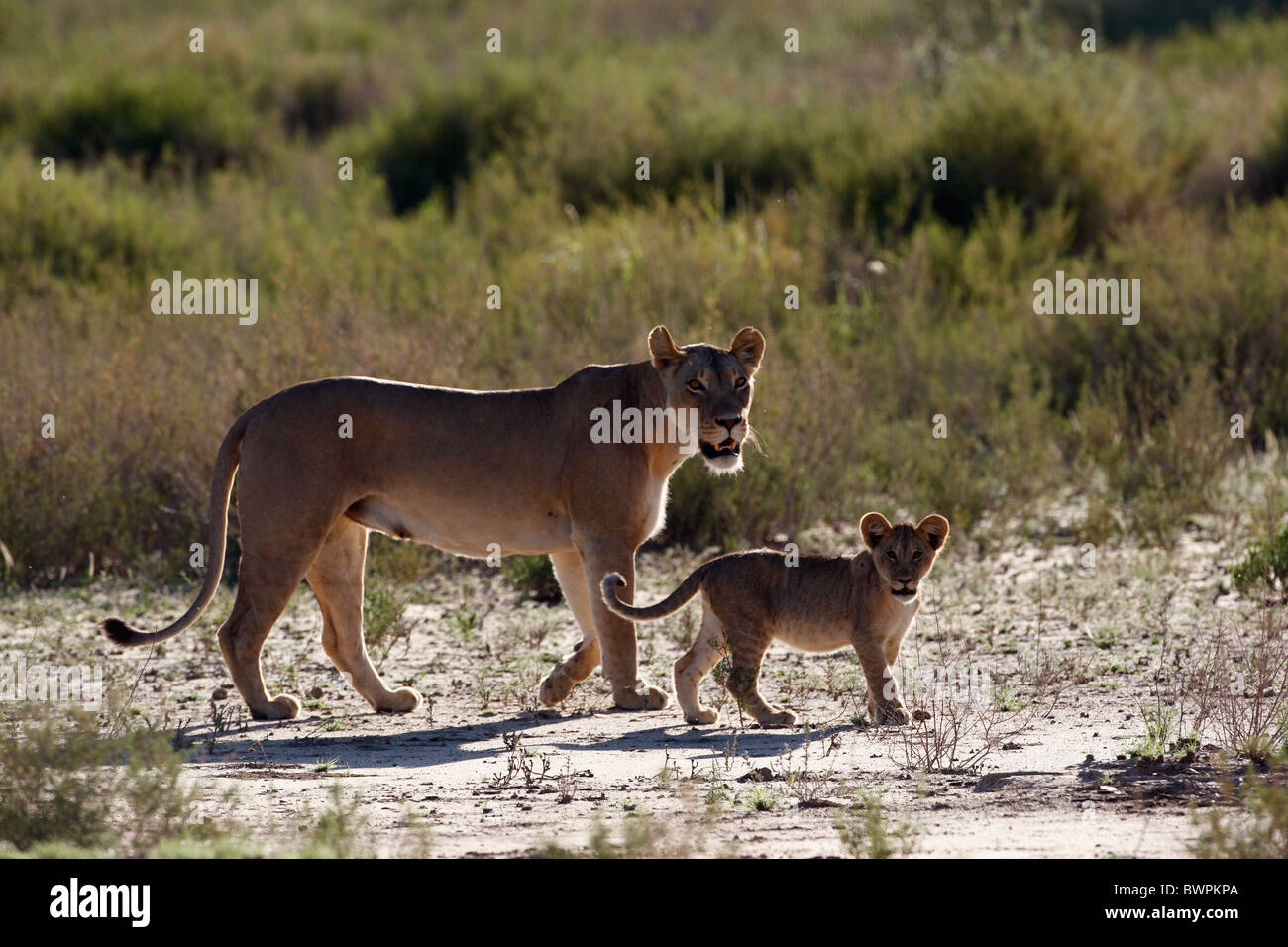 Loewe lion Panthera leo Banque D'Images