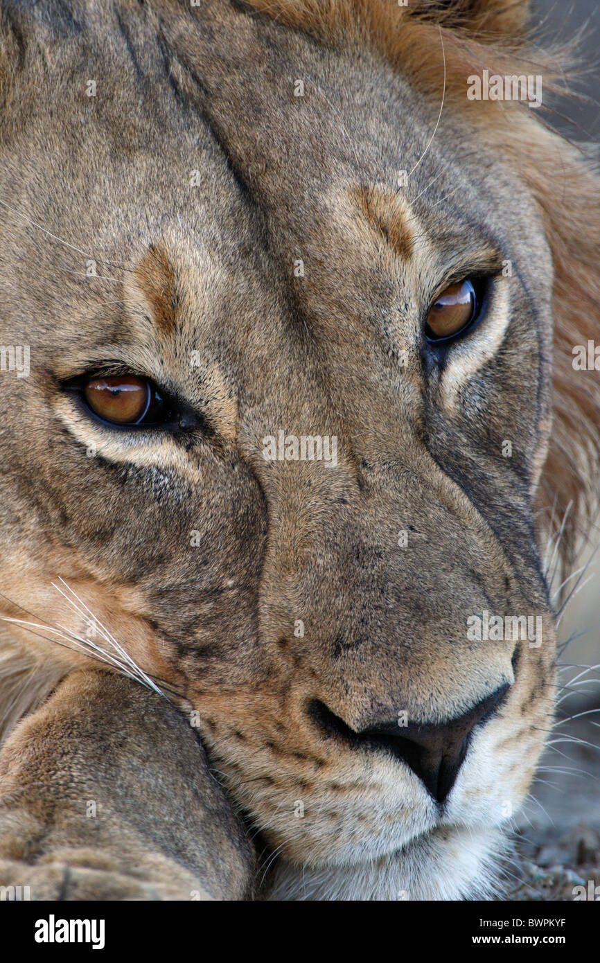 Loewe lion Panthera leo Banque D'Images