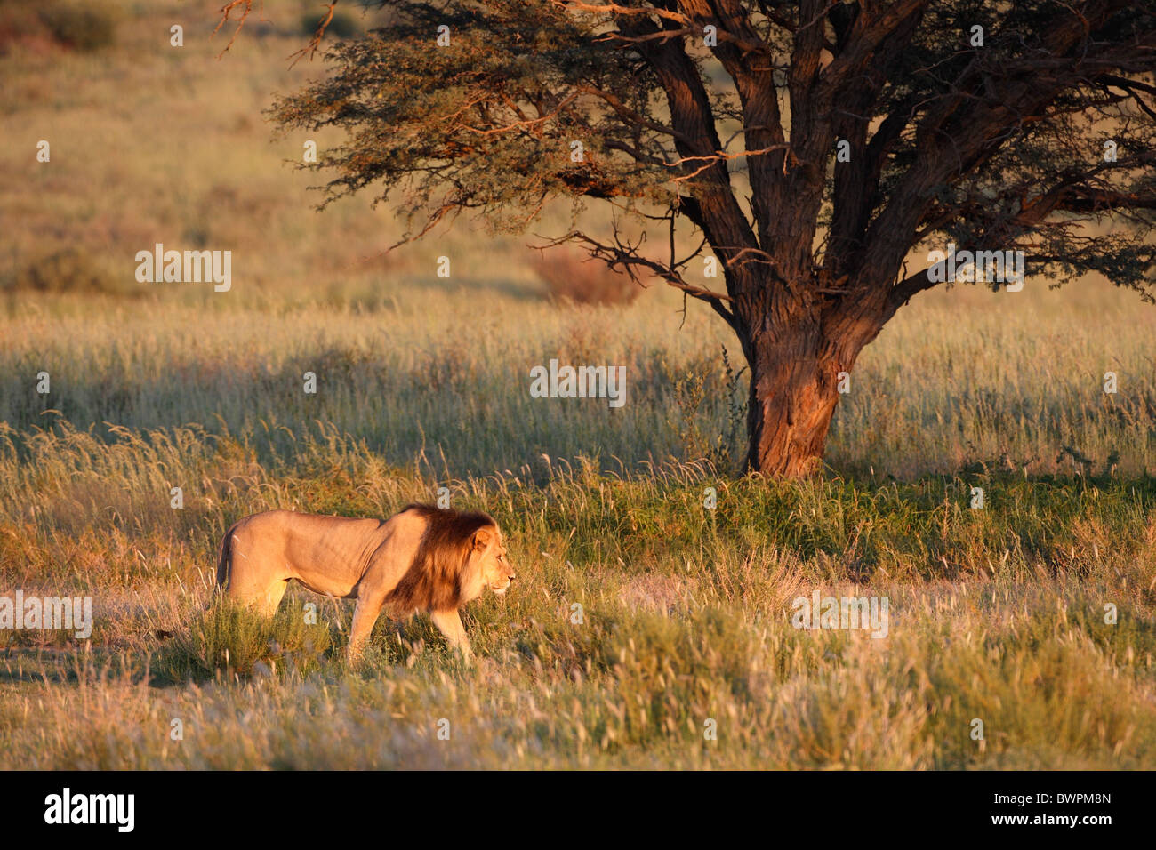 Loewe lion Panthera leo Banque D'Images