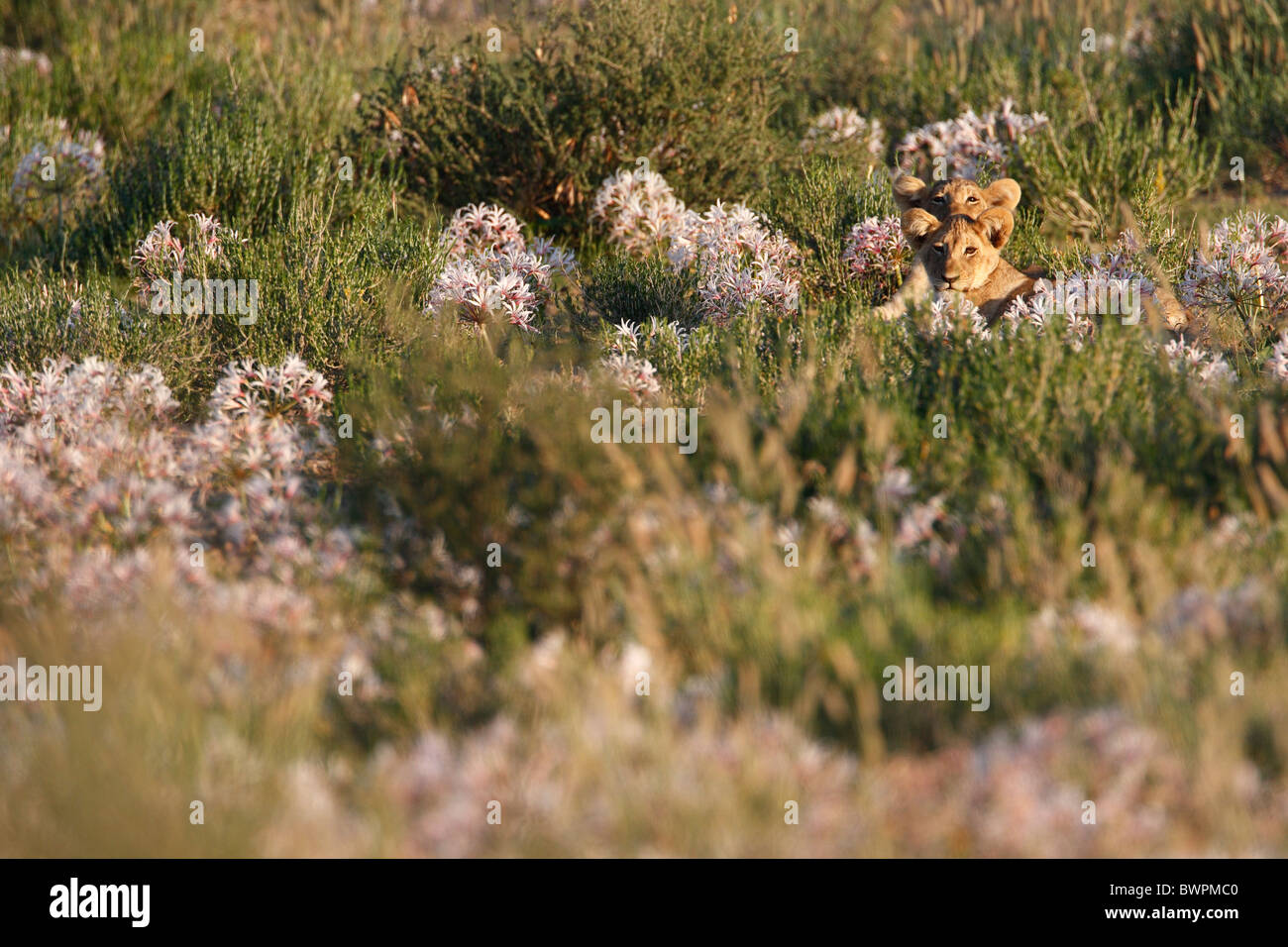 Loewe lion Panthera leo Banque D'Images