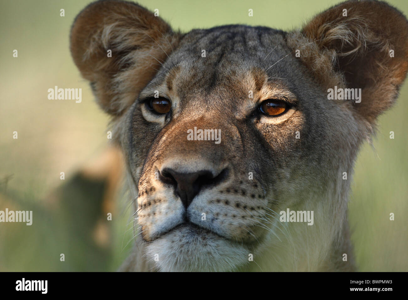 Loewe lion Panthera leo Banque D'Images