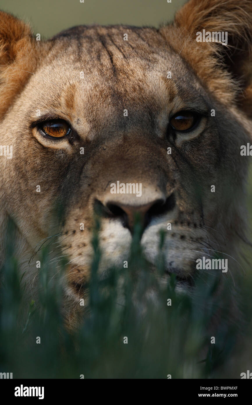 Loewe lion Panthera leo Banque D'Images