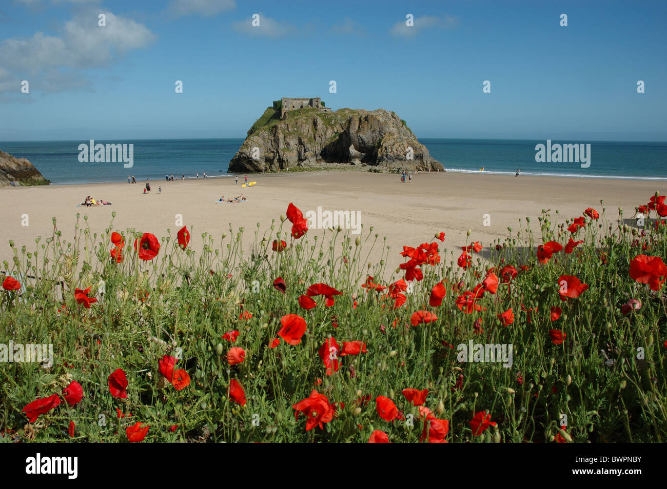 St Catherines Island et rouge coquelicots, Tenby, Pembrokeshire, Pays de Galles, Royaume-Uni Banque D'Images