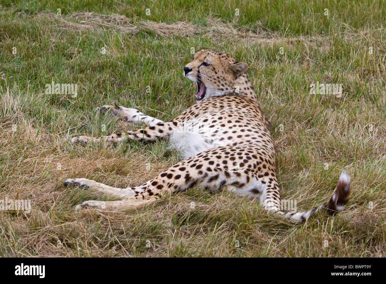 Cheetah Acinonyx jubatus relaxant Banque D'Images