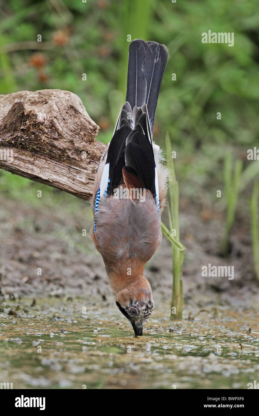 Eurasian Jay Garrulus glandarius oiseau potable Banque D'Images