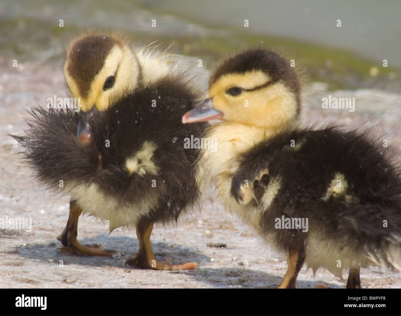 Deux Canards Mignon Bebe Apres Avoir Pris Un Bain Photo Stock Alamy